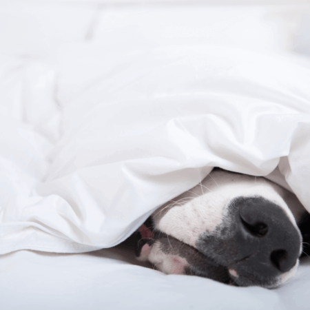 Duvet3