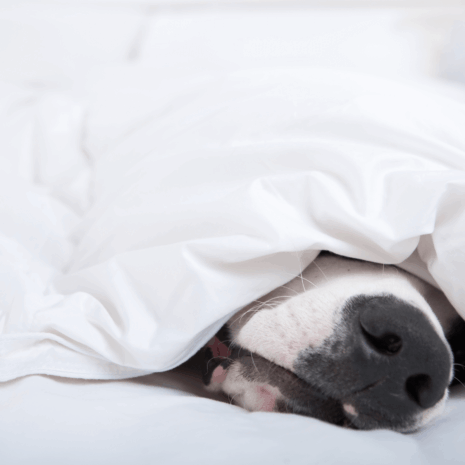 Duvet3 Duvet3